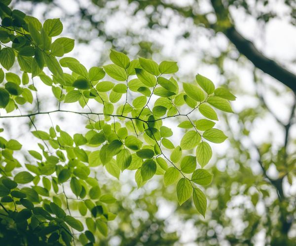 Green foliage representing visual relaxation and freshness